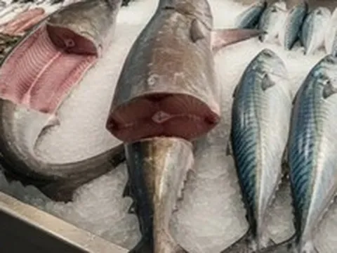 6 loại cá "ngậm" nhiều thủy ngân bậc nhất