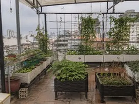 Lời khuyên cho những gia đình đang trồng cây ở ban công, sân thượng