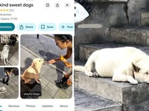 Địa điểm lạ trên Google Maps ở Bali: Không có hàng quán hay cảnh đẹp, chỉ dẫn du khách đến cho 3 chú chó hoang ăn
