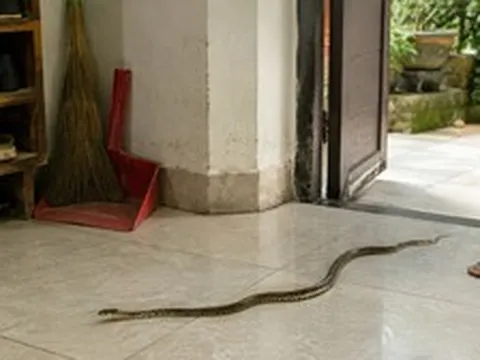 Rắn bò vào nhà có trẻ nhỏ nên làm gì đầu tiên?