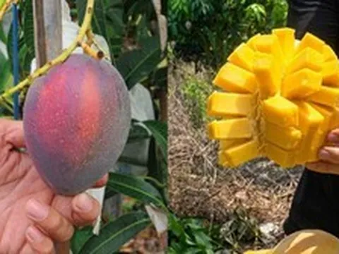 Bỏ việc về quê bán hoa quả, 1 tháng bán được 15 tấn xoài, thu nhập cao hơn lương văn phòng