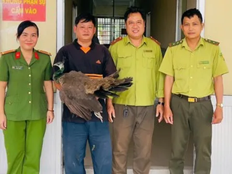 Chim khổng tước quý hiếm bất ngờ bay vào nhà ở Cần Thơ