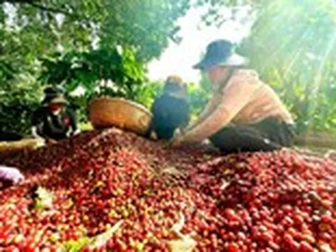 Đừng để những vườn cà phê 'mắc kẹt' trong những cuộc khiếu kiện kéo dài