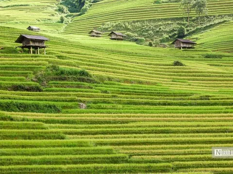 Về quê lập nghiệp: Không phải bước lùi, mà là một lựa chọn trưởng thành