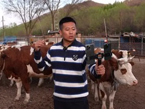 Nhân viên văn phòng SN 2000 về quê chăn 200 con bò, bán online giá 50 nghìn nửa cân