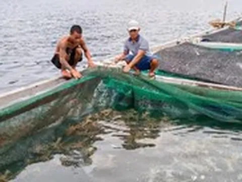 180.000 con tôm hùm giống nhập lậu: Vì sao cứ phải tiêu hủy mà không thả về biển?
