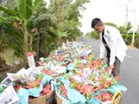 Thanh long miền Tây có loại giá chỉ 1.500 đồng/kg