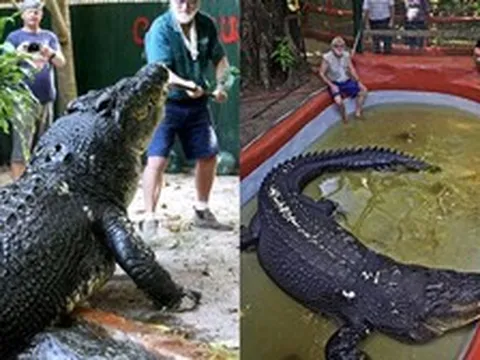 Giải mã bí ẩn 200 triệu năm: vì sao cá sấu, được mệnh danh là sát thủ đầm lại ngừng tiến hóa?