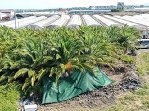 Cảnh sát thông báo thông tin điều tra mới vụ thi thể mất tích tại Jeju (Hàn Quốc) 104 ngày mới được tìm thấy