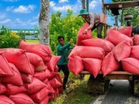 Người miền Tây và 'quyết sách' hạt gạo phát thải thấp
