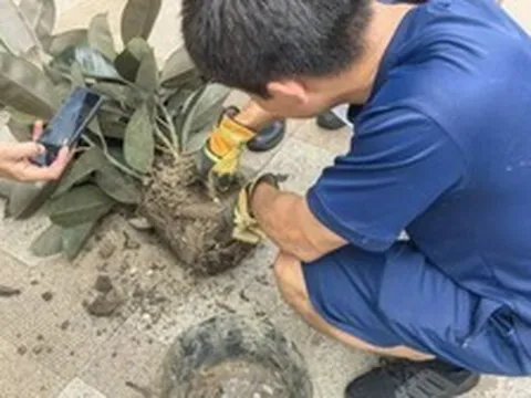 Mua chậu cây cảnh trên mạng với giá hơn 200.000 đồng, nhiều ngày sau chứng kiến cảnh tượng kinh hãi