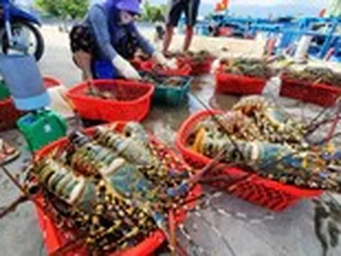 Vụ tiêu hủy 180.000 con tôm hùm giống nhập lậu: Vì sao không thể đấu giá, thả về tự nhiên?