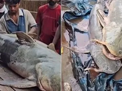Phát hiện hàng loạt cá lạ sau lũ quét ở Nepal