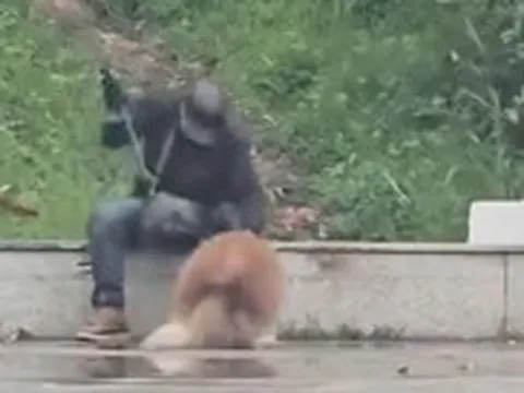 Công an nói gì về vụ chú chó Alaska bị đánh dã man ở quảng trường Lâm Viên Đà Lạt?