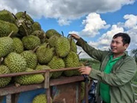 Bộ Nông nghiệp và Môi trường nêu 5 giải pháp gỡ khó cho xuất khẩu sầu riêng