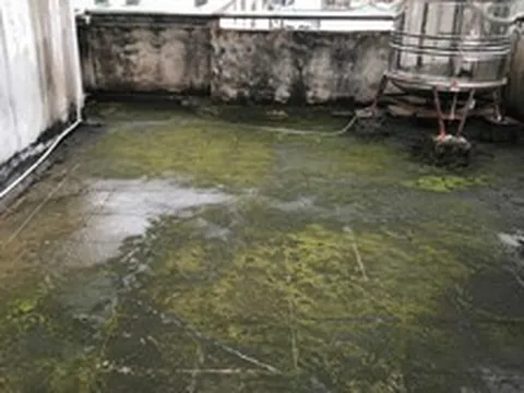 Sân thượng mọc rêu xanh nên làm gì đầu tiên?