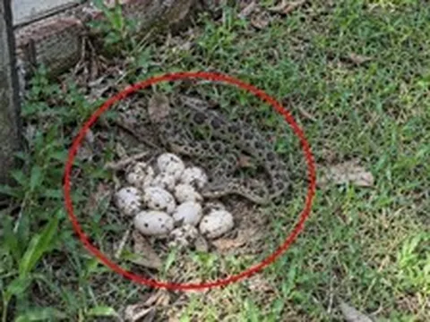 Thấy trứng rắn ở vườn nhà nên làm gì đầu tiên?