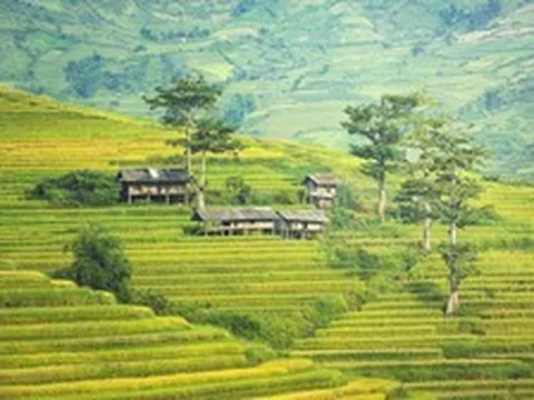 Đến Sa Pa mùa lúa chín, ngoài săn ảnh còn có một cách khác để ngắm núi rừng Tây Bắc