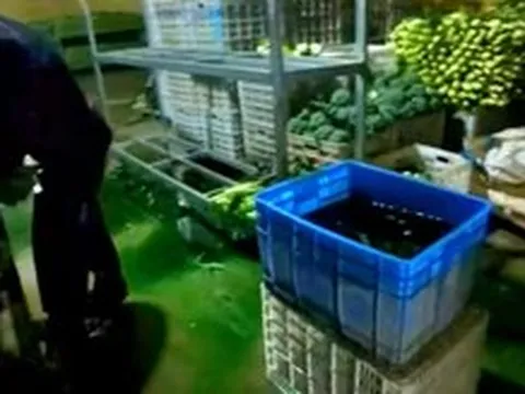 Sau cải thảo ngâm formaldehyde, Trung Quốc phát hiện rau diếp ngồng nhuộm màu