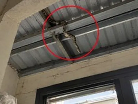Rắn có leo lên mái nhà được không?