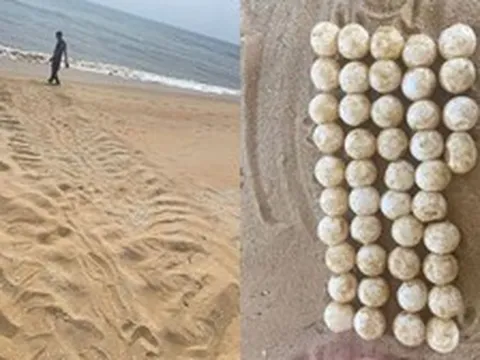 Phát hiện dấu vết dài 2,1 mét và 44 quả trứng lạ trên bãi biển: Cơ quan chức năng báo tin mừng sau đó