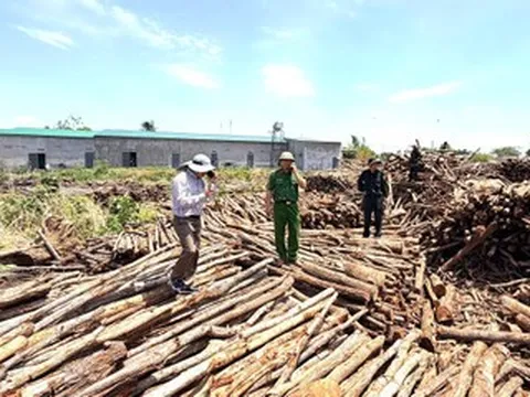 9 cán bộ bảo vệ rừng nhận hối lộ theo tháng để 'mở đường' cho gỗ lậu
