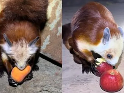 Thực hư sinh vật ăn quả bàn đào trên núi Võ Đang khiến dân mạng tưởng phải ngồi tù