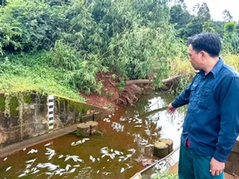 Cá chết bất thường tại hồ, ước tính lên đến hàng tấn