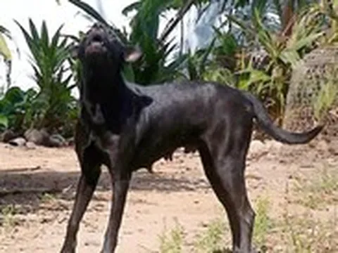 Bị chó nhà cắn, xét nghiệm ra dương tính với vi rút dại