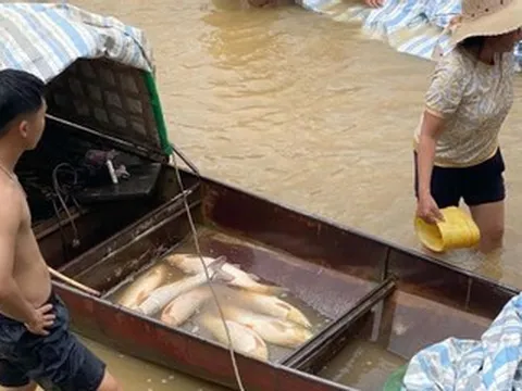 Mực nước sụt bất thường tại thủy điện Cẩm Thủy 1, gần 10 tấn cá lồng chết