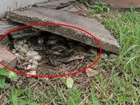Phát hiện ổ rắn trong vườn nhà nên làm gì đầu tiên?