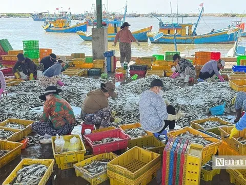 Ngư dân trúng "lộc biển", cảng cá Phú Hải nhộn nhịp khi tàu cập bến