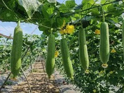 Lời khuyên đến tất cả các gia đình đang trồng cây mướp