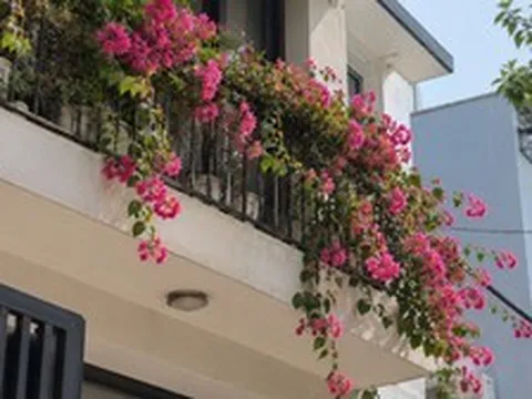 Lời khuyên đến tất cả các gia đình đang trồng cây hoa giấy