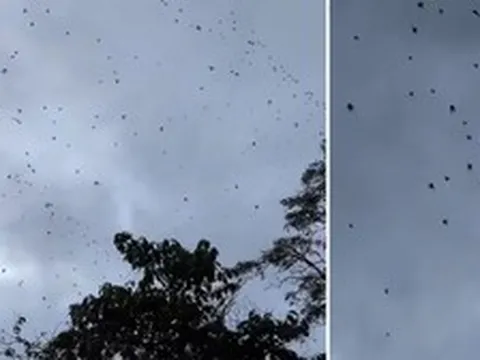 Mưa đá đã hiếm, nhưng địa phương này còn gặp cả “mưa nhện” phủ đầy trời