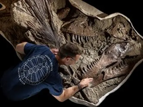 Khai quật dấu vết cực hiếm của khủng long T. rex sau 66 triệu năm