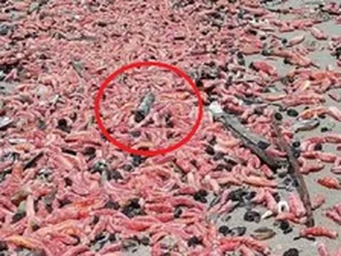 Đang đi dạo biển, người dân bỗng thấy cảnh tượng "nổi da gà" trước mắt