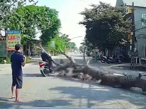 Cưa cây ven đường, cây đổ khiến người đi xe máy tử vong