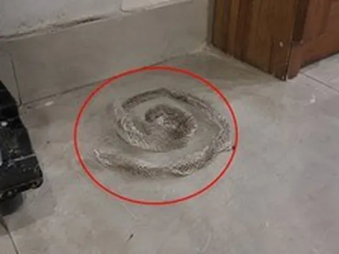 Phát hiện da rắn trong nhà nên làm gì đầu tiên?