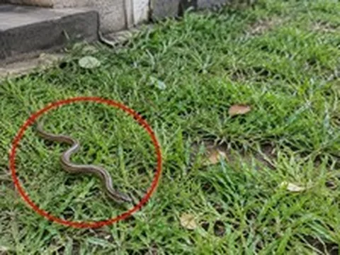 Phát hiện rắn con trong vườn nhà nên làm gì đầu tiên?