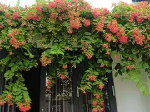 Lời khuyên tới các gia đình đang trồng sử quân tử