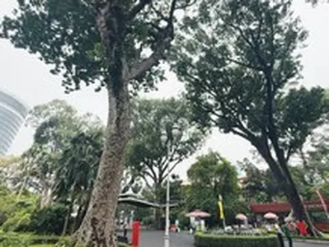 Nhiều cây xanh hơn 100 tuổi ở Thảo cầm viên Sài Gòn thành cây di sản
