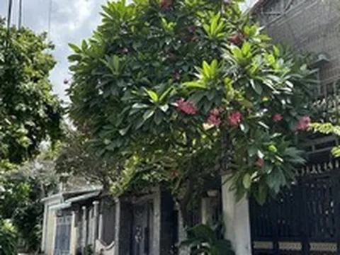 Lời khuyên cho gia đình thích trồng cây trước cổng