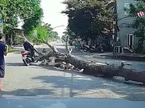 Chủ nhà trần tình vụ cưa cây khiến người đi đường tử vong