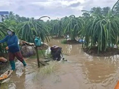 Người dân Đồng Tháp khẩn trương bơm nước, bảo vệ vườn cây sau mưa lớn