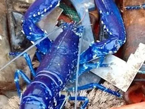 Hai cha con bắt được con tôm hùm có màu xanh cực hiếm