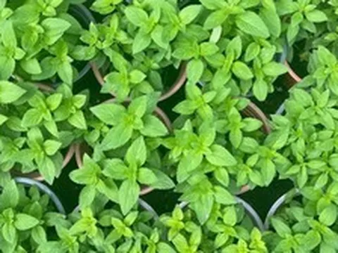 Lời khuyên đến tất cả các gia đình đang trồng rau húng