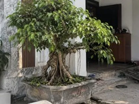 4 lời khuyên đến tất cả các gia đình đang trồng cây si