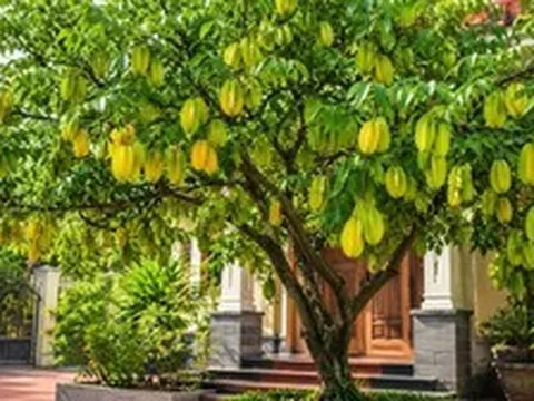Lời khuyên đến tất cả các gia đình đang trồng cây khế