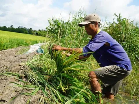 Triều cường tăng nhanh, nông dân miền Tây trắng đêm cứu lúa